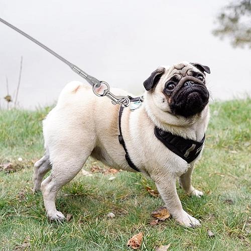 29.5FT Chew-Proof Dog Tie-Out Cable with Spring – Heavy-Duty Outdoor Dog Leash with 360° Rotating Clips & PVC Coating for Yard, Camping, or Travel