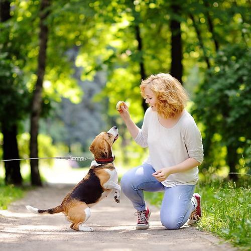 29.5FT Chew-Proof Dog Tie-Out Cable with Spring – Heavy-Duty Outdoor Dog Leash with 360° Rotating Clips & PVC Coating for Yard, Camping, or Travel